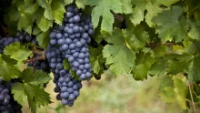 Október 2. és 4. között rendezik meg a Tokaj-hegyaljai Szüreti Napokat