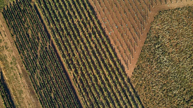 A Közös Agrárpolitika támogatásának fenntartását követelik az európai agrárszervezetek