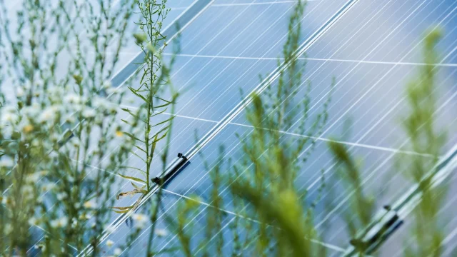 A napelem szektor átlátható szabályozását és adókedvezményeket sürget a Magyar Napelem Napkollektor Szövetség
