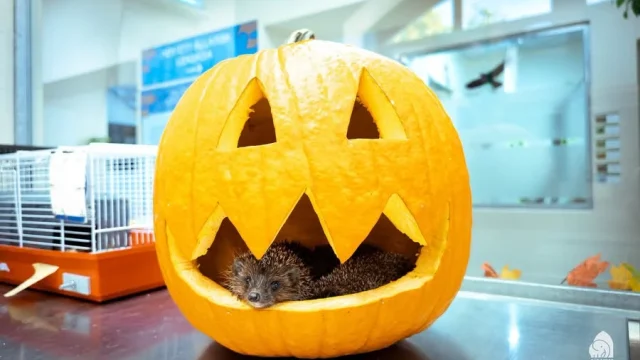 Halloweenre készülnek a sünök a Vadállatmentő Központban