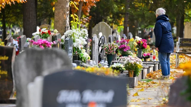 A nehéz termesztési szezon ellenére kiváló minőségű krizantémmal készülnek a halottak napjára