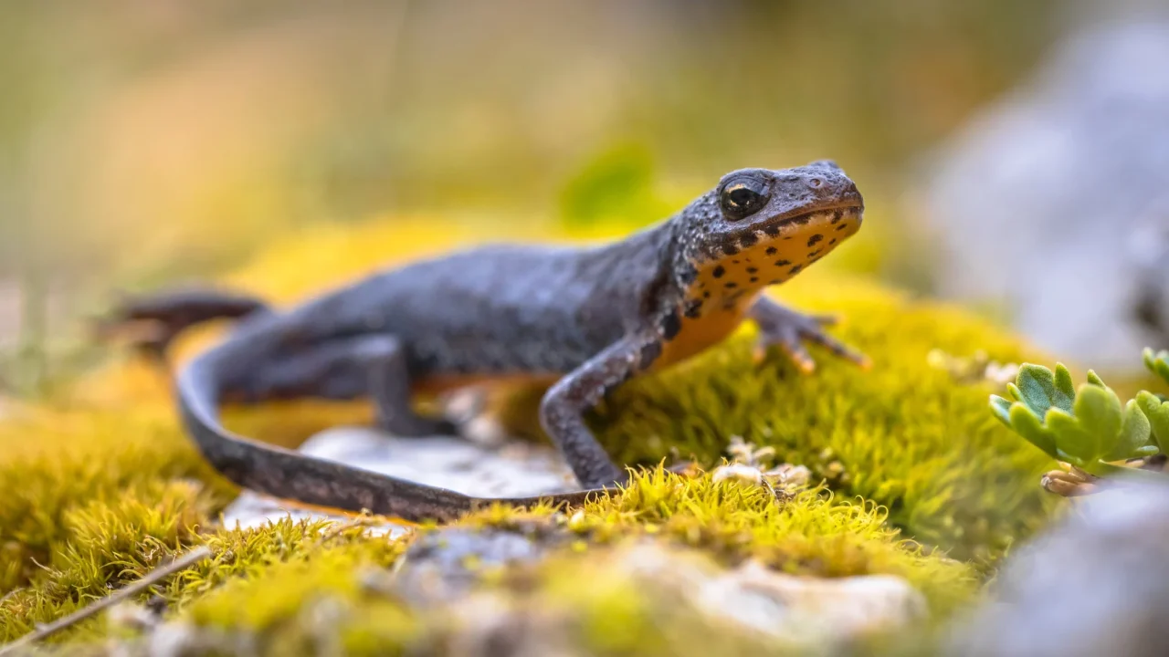 Több mint hetven százalékkal csökkent a vadon élő állatok száma 52 év alatt a WWF jelentése szerint