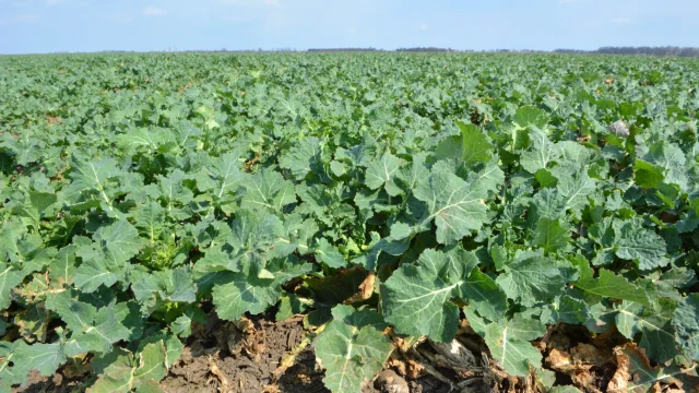 Javultak a mezőgazdasági munkák feltételei a jelentős csapadéknak köszönhetően