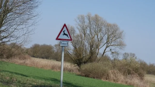 Két súlyos vadbaleset is történt egy nap alatt Zala vármegyében