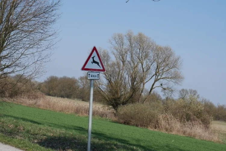 Két súlyos vadbaleset is történt egy nap alatt Zala vármegyében