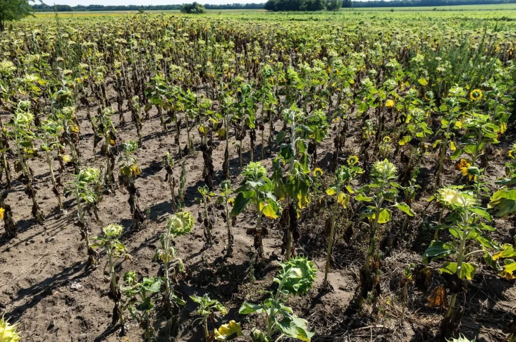 Több mint 63 milliárd forinttal nőtt az agrár- és vidékfejlesztési támogatások összege az év első felében