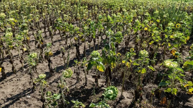 Több mint 63 milliárd forinttal nőtt az agrár- és vidékfejlesztési támogatások összege az év első felében